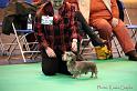 Crufts2011_2 416